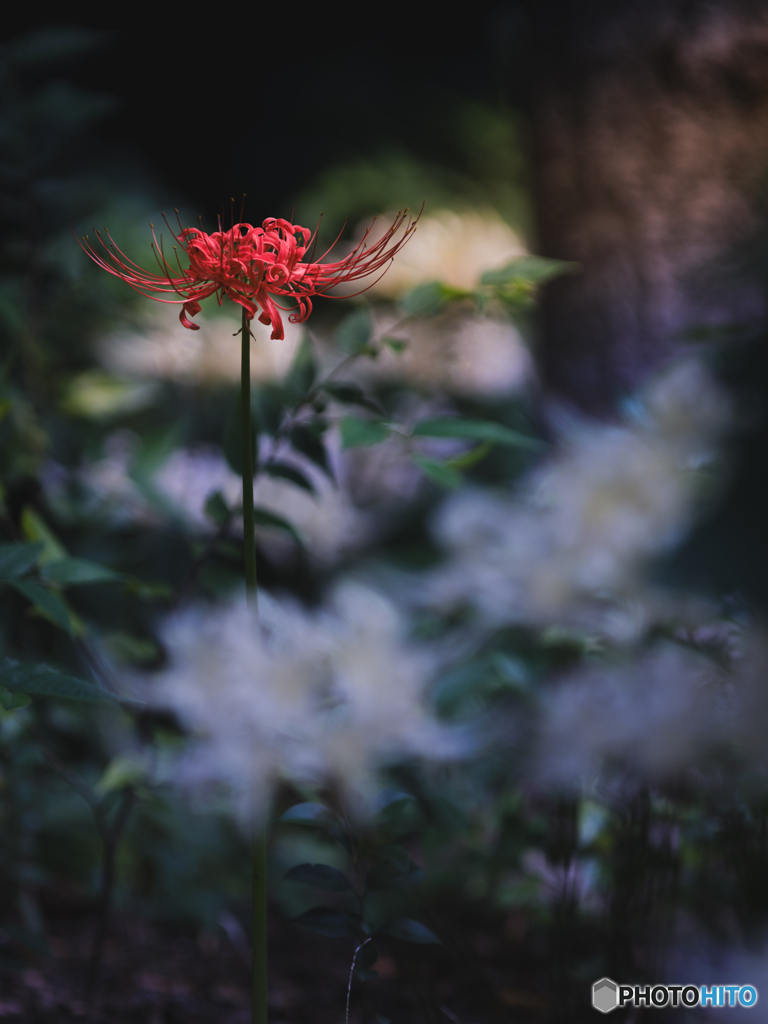 寺裏の茂り