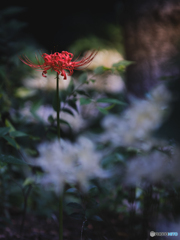寺裏の茂り