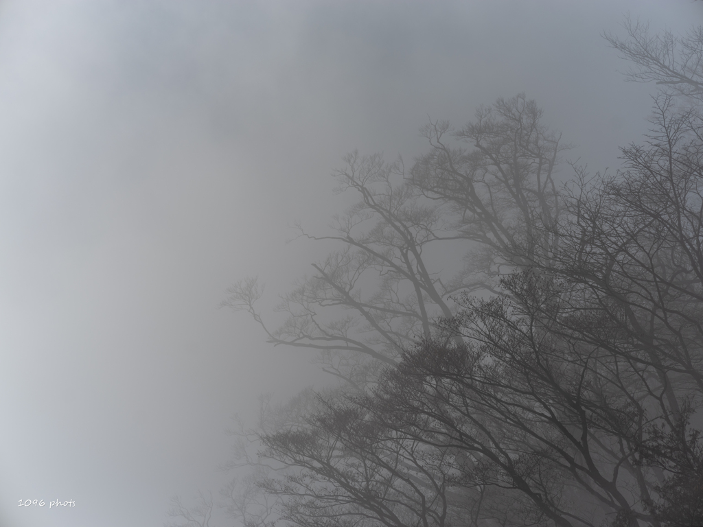 雨降山雲霧林