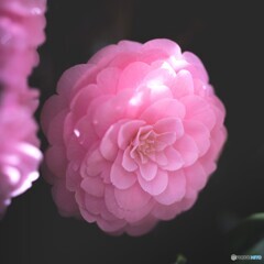 庭の八重椿