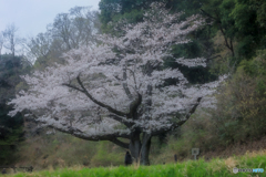復活の枯木桜