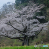復活の枯木桜