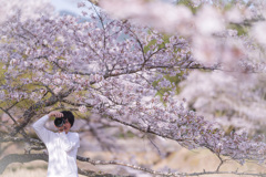 春、淡桜を撮る