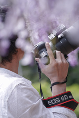 wisteria photographer