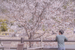 あなたと見る桜