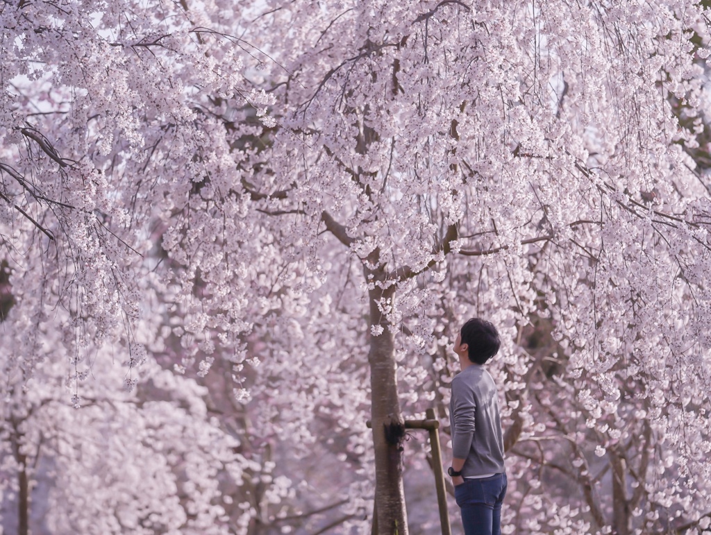 桜に託して…