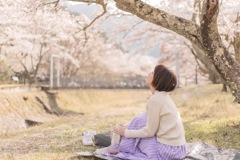 桜舞う春日