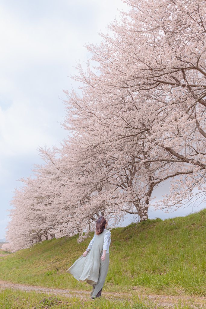 桜風