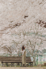 桜の樹の下で