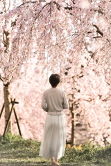 降り注ぐ枝垂桜の下で