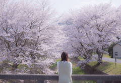 桜咲く