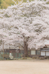 桜の木の下で