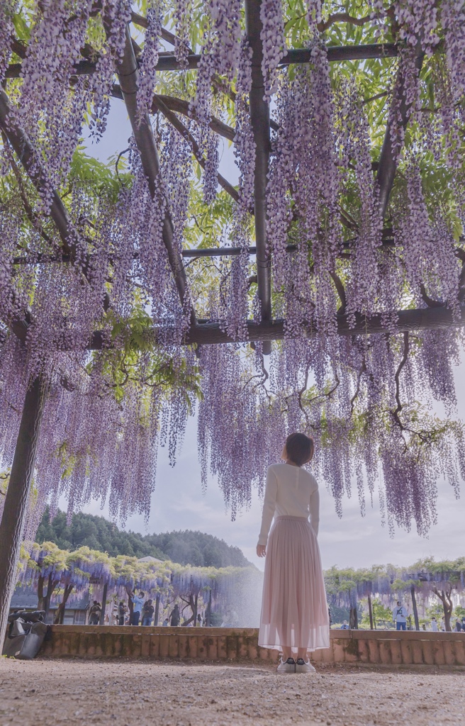 降り注ぐ藤の花