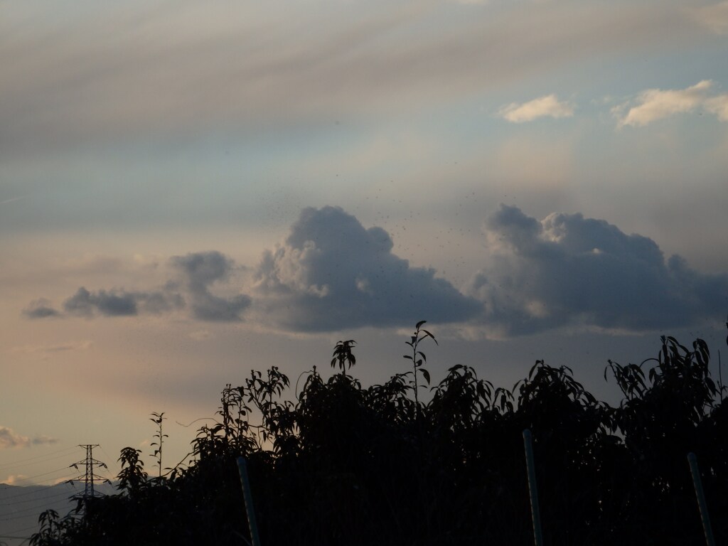 雲と鳥の群れ?