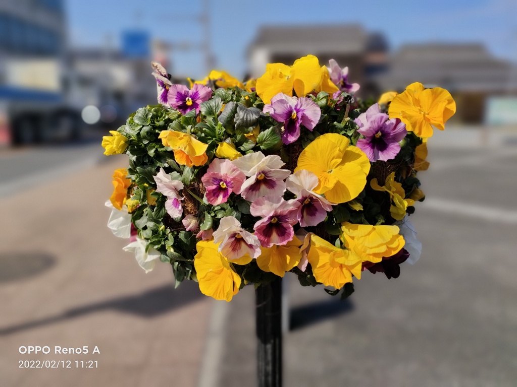 街角の花