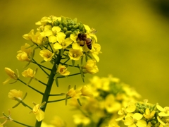 菜の花とミツバチ　1200mm開放
