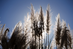 ススキにあらずパンパスグラス