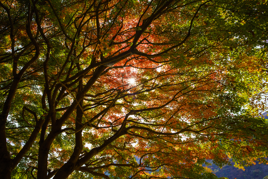 紅葉色鮮やかに