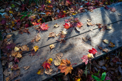 紅葉に染まる木道