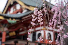 桜、繁栄とともに