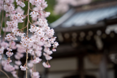 桜、静けさの中で