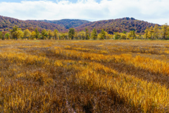 まだらに染まり