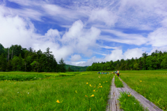 夏の大江湿原