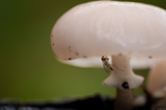 食ったのか、食われたのか