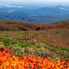 紅葉の絨毯を歩く