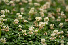 シロツメクサの園