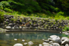 ツバメも大忙し