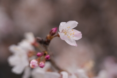 一輪桜
