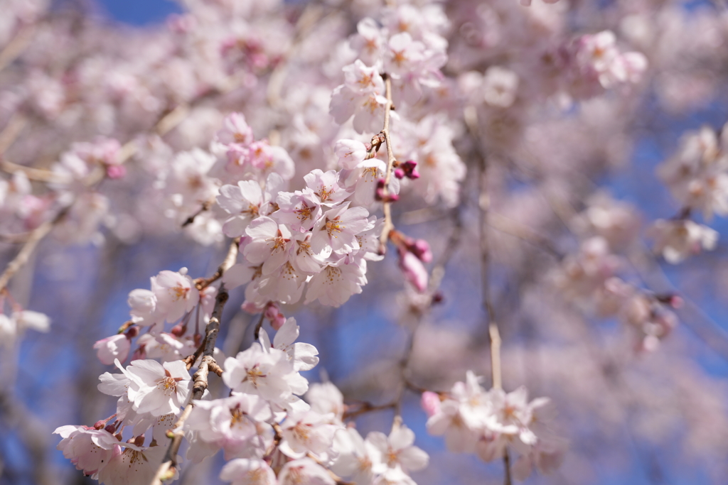 桜花