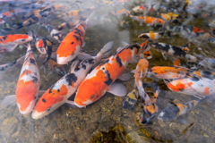 水中はいつも紅葉中