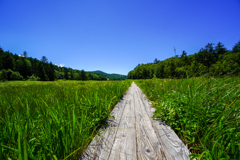 尾瀬沼へ続く