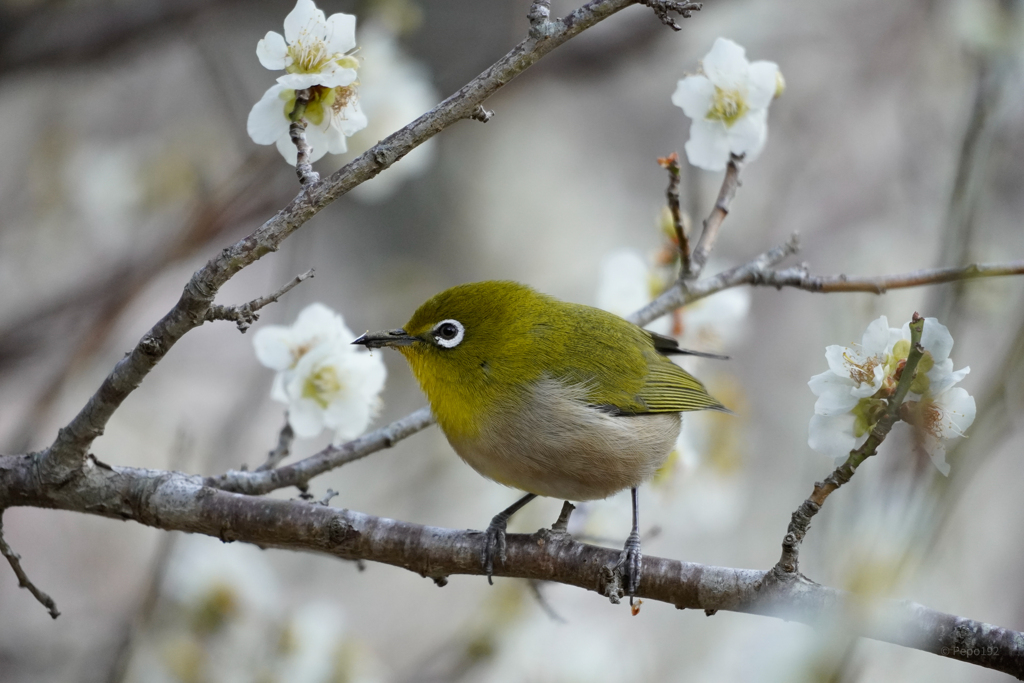メジロ君、お弁当つけてどこいくの