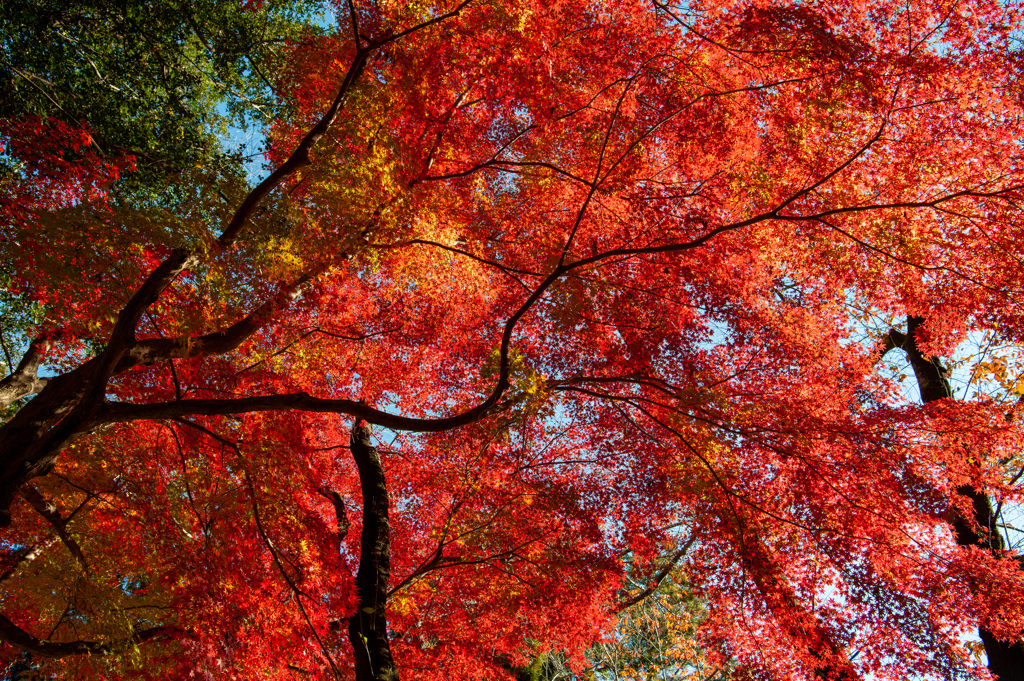 12月紅葉真っ盛り