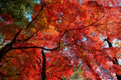 12月紅葉真っ盛り
