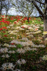 曼珠沙華