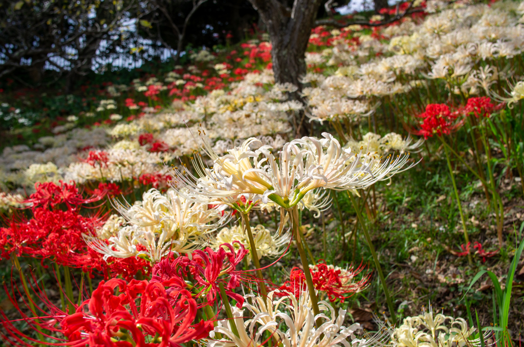 紅白曼珠沙華