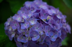 梅雨時花