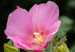 酔芙蓉