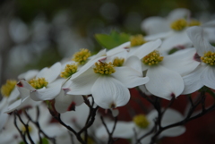 花水木