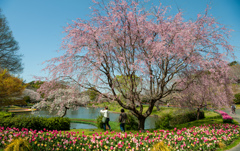 花園