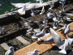 かもめさーん線路立入禁止でーす