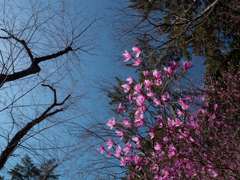 冬が去りそして春