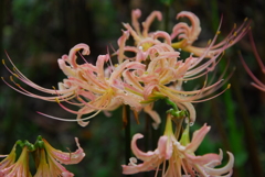 薄桃色の曼珠沙華