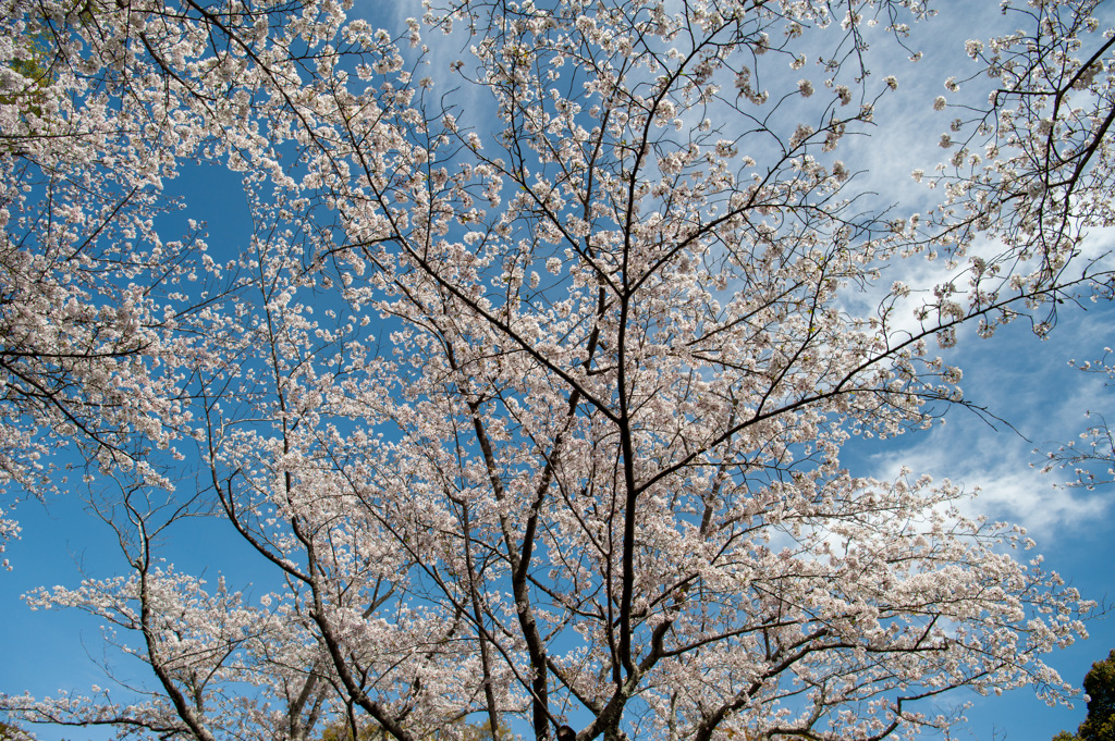 さくら景色