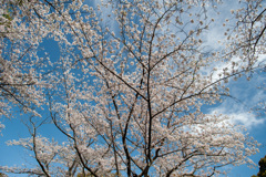 さくら景色
