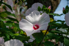 大輪　酔芙蓉